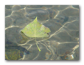 Floating leaf