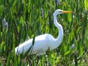 great white egret