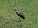 Limpkin