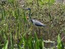 Tri-colored heron