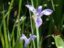 wetland flower