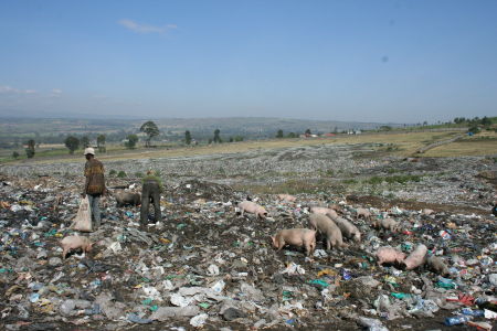 people and pigs picking through garbage at the landfill