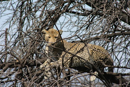 leopard in a tree