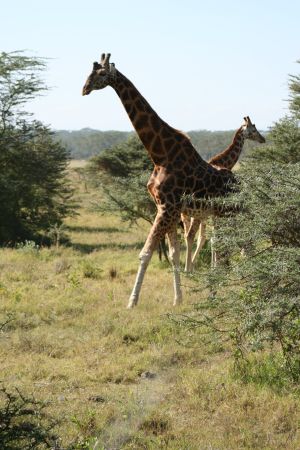 giraffe