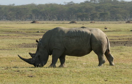 Rhino