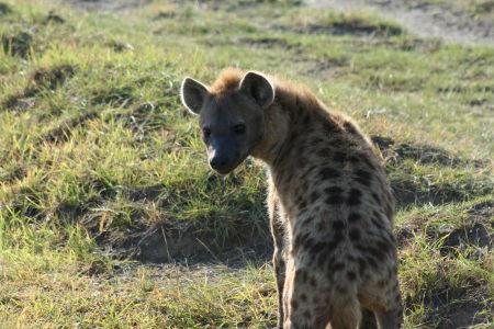 hyena