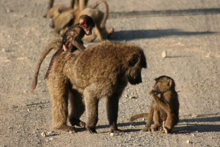 baboons