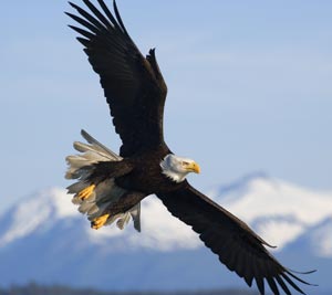 freedom - bald eagle flying