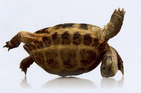 turtle on its back